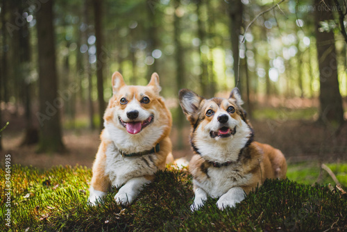 Fototapeta Naklejka Na Ścianę i Meble -  Two cute welsh corgi pembroke dog sportrait in a forest on a sunny weather, happy and cheerful