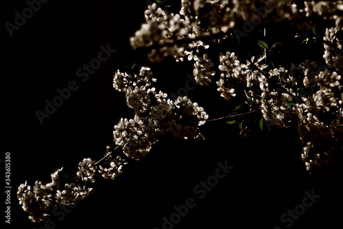 Little white flowers close up. Flowering trees on black background. Silhouette of flowers. © Ivan