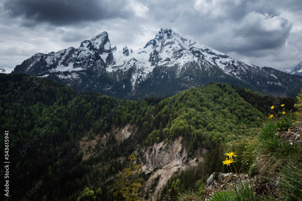 Snow covered mountain peaks of Watzmann at Berchtesgaden with dramatic clouds, yellow flowers in foreground, Bavaria.