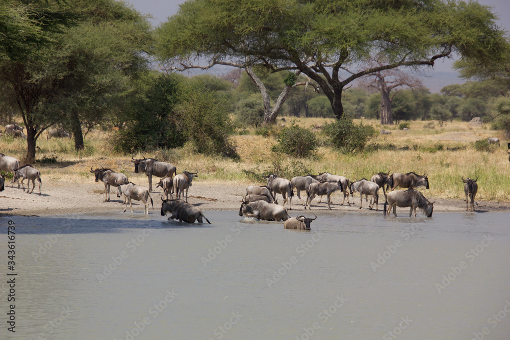 Obraz premium Elephants at a billabong on a sunny day