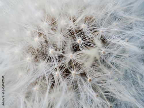 Macro dandelion seed background. Closeup of white, soft and airy flower. Concept of light wight and ecology. Spring and nature concept.