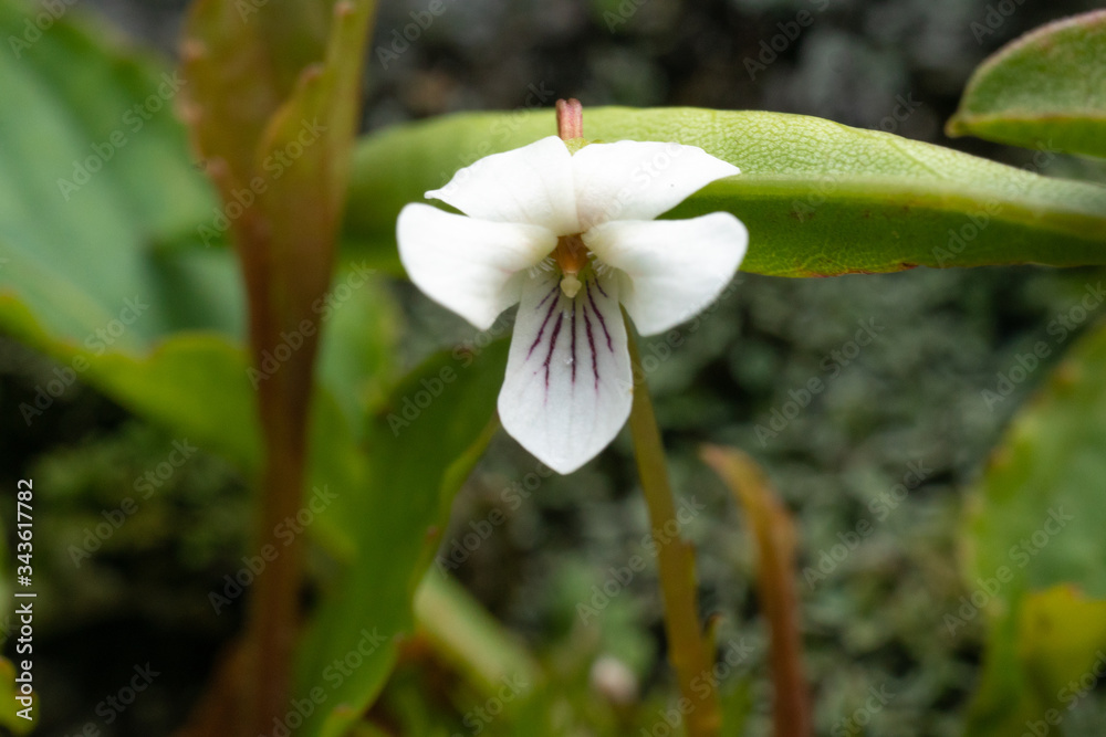 Fototapeta premium small white flower