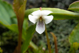 small white flower