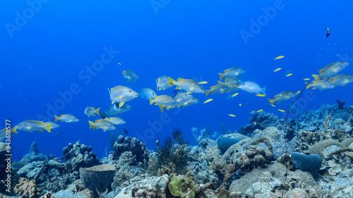 School of Schoolmaster Snapper in turquoise water of coral reef in Caribbean Sea / Curacao 