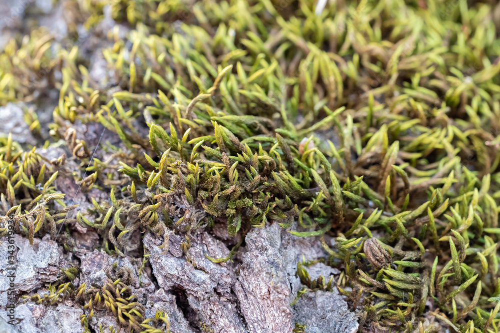 Moss green grass on tree trunk bark macro closeup shot with blurred bokeh. Nature wallpaper background. Moss green grass on tree trunk bark macro closeup shot with blurred bokeh. Nature wallpaper background.