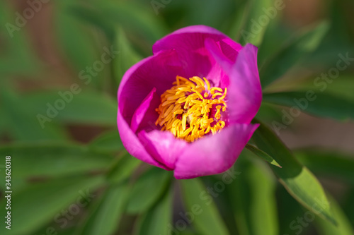 Fototapeta Naklejka Na Ścianę i Meble -  Pink purple wild peony flower macri closse up nature background.