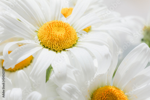 Wildflowers camomile bouquet. Bouquet of daisies close-up.