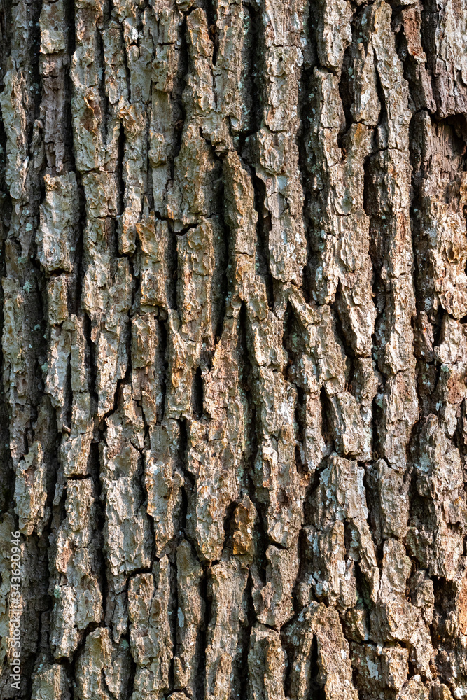Close up of tree trunk bark textured surface pattern, wood background.