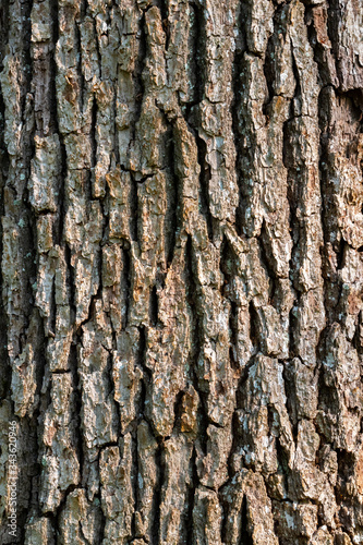 Obraz na płótnie Close up of tree trunk bark textured surface pattern, wood background. w salonie