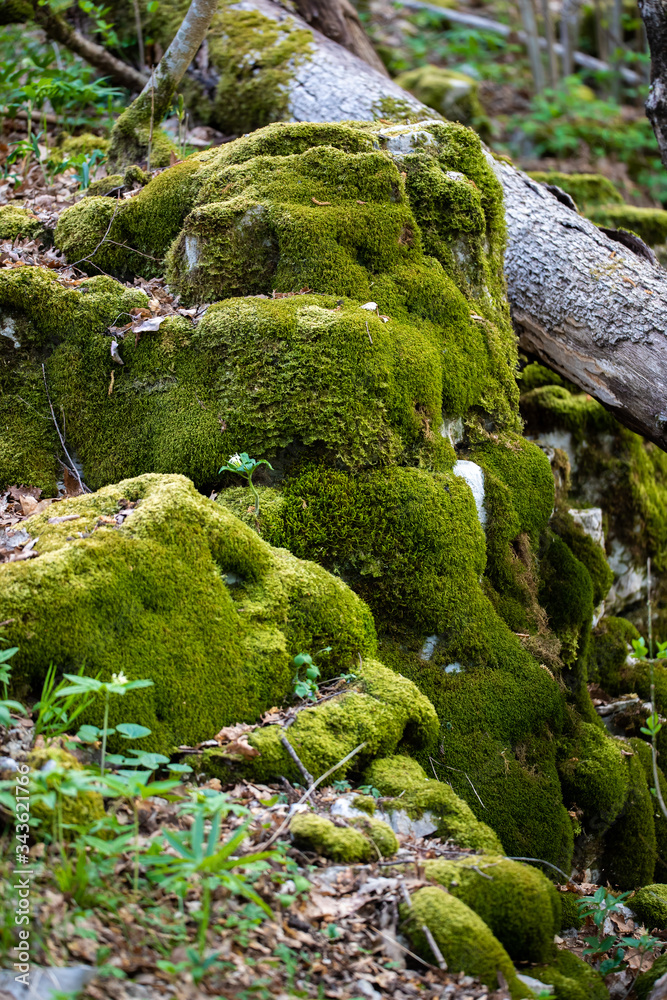 Fallen tree trunk log laying on green mossy boulder rocks in woods Fallen tree trunk log laying on green mossy boulder rocks in woods