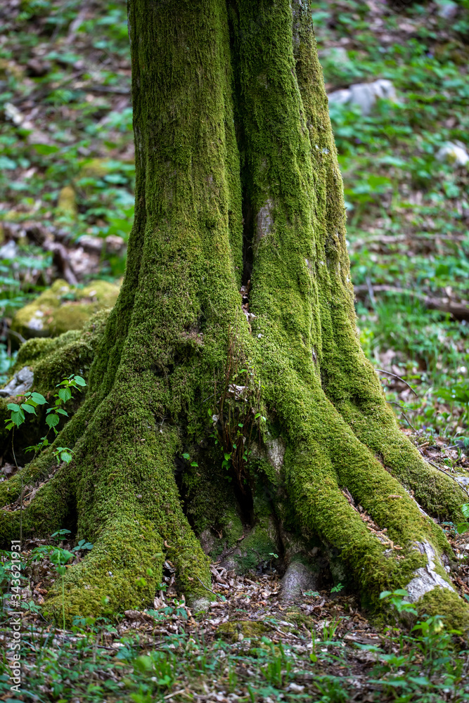 Large forest tree trunk covered with growing green moss, lichen in the woods.