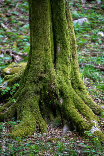 Obraz na płótnie Large forest tree trunk covered with growing green moss, lichen in the woods. w salonie