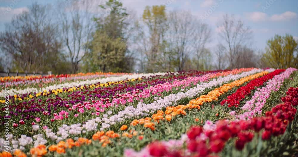 Blooming Tulips on Flowers Plantation Farm Blooming Tulips on Flowers Plantation Farm