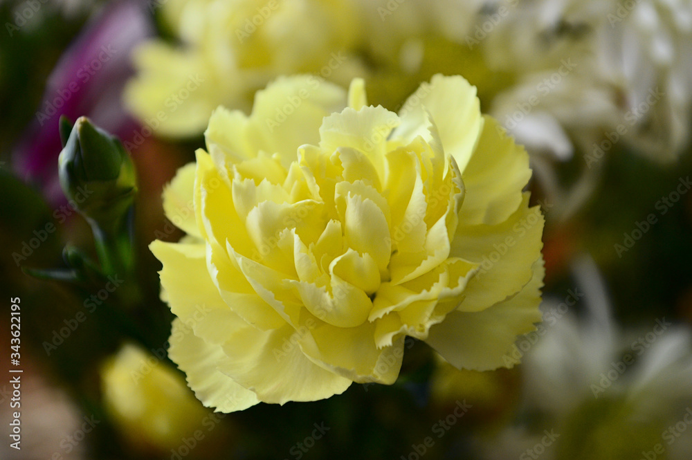 eine gelbe Blume im closeup eine gelbe Blume im closeup