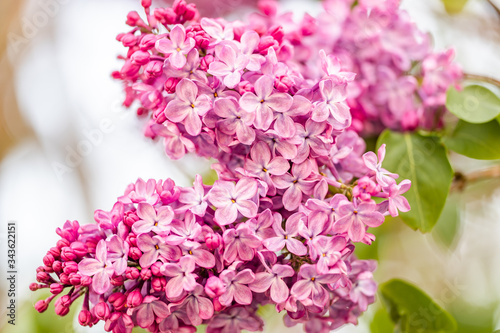 Purple lilac flower tree blossom macro nature background.