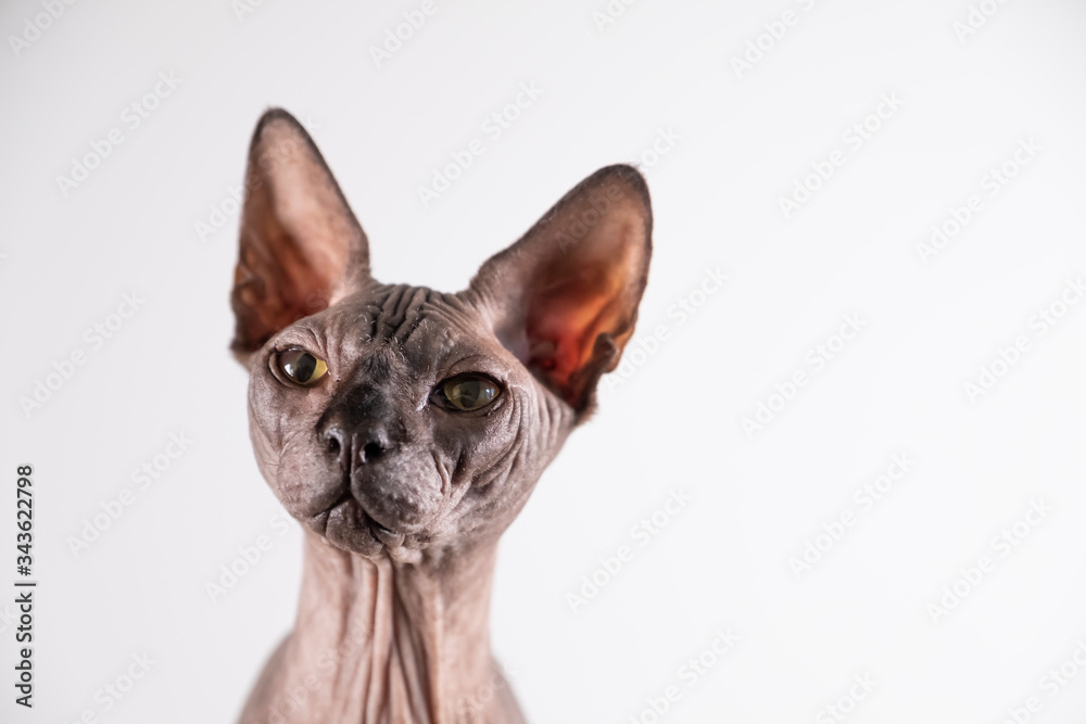 Portrait of a pretty sphinx head indoors, bald cat, on a white background, with space for copy, focus on eye, focus on eye