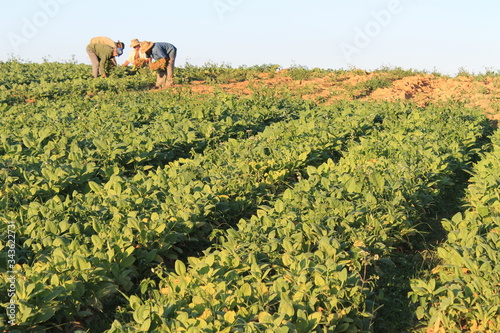 Tobacco ground