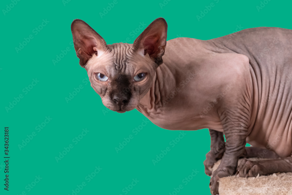 Portrait of a pretty sphinx indoors, bald cat, the cat is on a scratching post, half body, on a green background, with space for copy, focus on eye