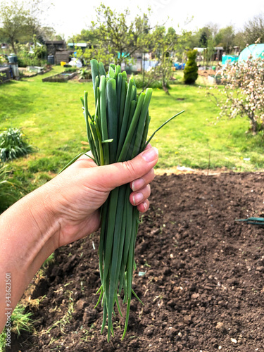 Female gardener is holding fresh green onion with green grass on a background. Spring harvesting of vegetables in the garden.