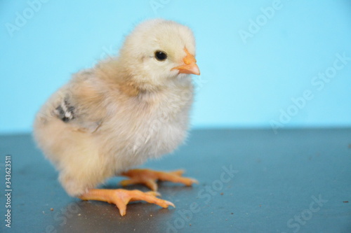chicks are very cute with their colors and feathers