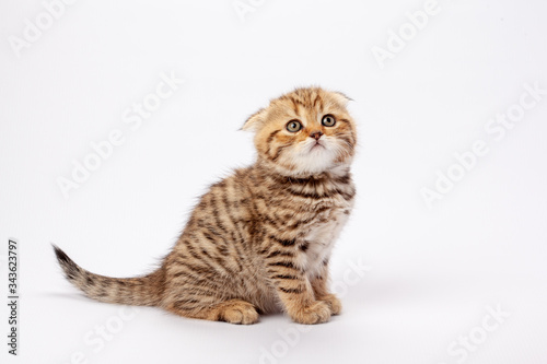 Ginger striped scottish fold kitten © Serhii Moiseiev