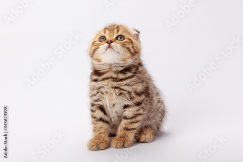 Ginger striped scottish fold kitten © Serhii Moiseiev