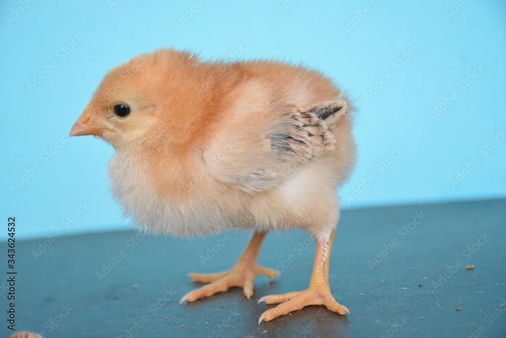 Obraz premium chicks are very cute with their colors and feathers