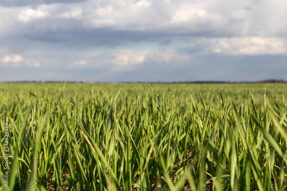 Young green wheat corn grass sprouts field on spring warm sunny day with clouds in countryside agriculture close-up Young green wheat corn grass sprouts field on spring warm sunny day with clouds in countryside agriculture close-up