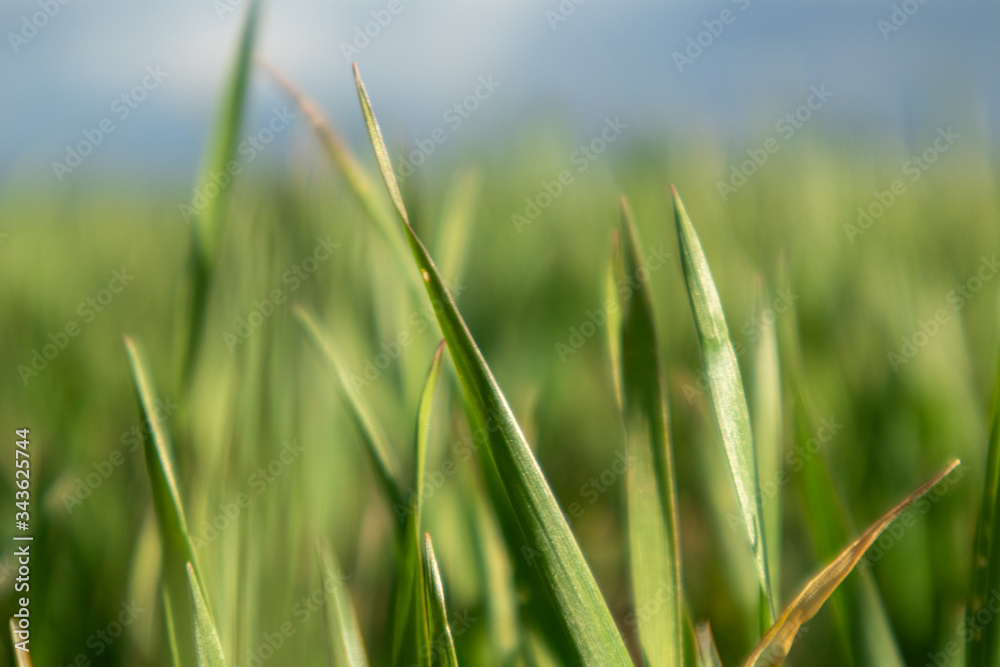 Obraz premium Young green wheat corn grass sprouts blade field on spring sunny day in countryside, agriculture close-up macro. Blurred unfocussed background