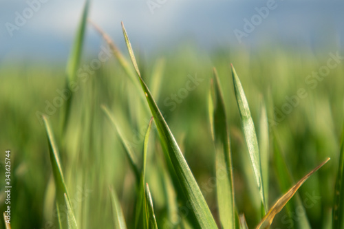 Young green wheat corn grass sprouts blade field on spring sunny day in countryside, agriculture close-up macro. Blurred unfocussed background