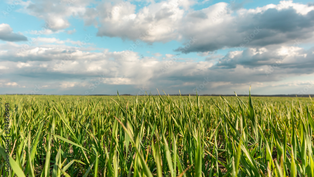 Young green wheat corn grass sprouts field on spring sunny day with clouds in countryside agriculture color graded vibrant close-up Young green wheat corn grass sprouts field on spring sunny day with clouds in countryside agriculture color graded vibrant close-up
