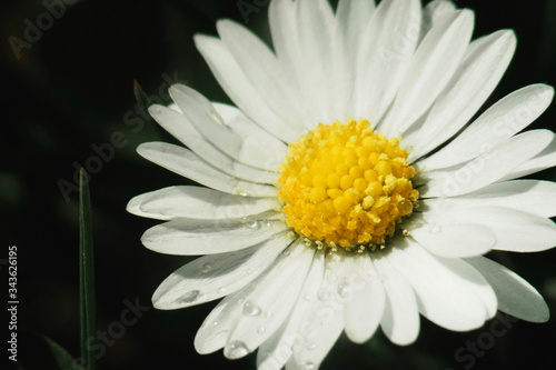white daisy with dew