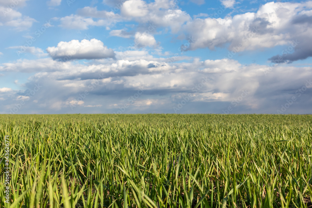 Young green wheat corn grass sprouts field on spring sunny day with clouds in countryside agriculture close-up Young green wheat corn grass sprouts field on spring sunny day with clouds in countryside agriculture close-up
