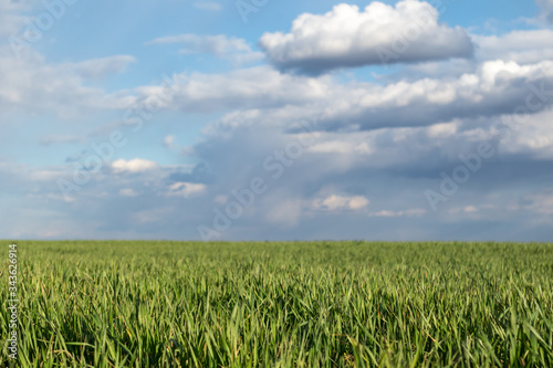 Young green wheat corn grass sprouts field on spring sunny day with clouds in countryside agriculture wide landscape