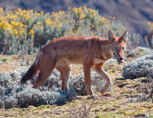 Ethiopian Wolf eating rodent photo