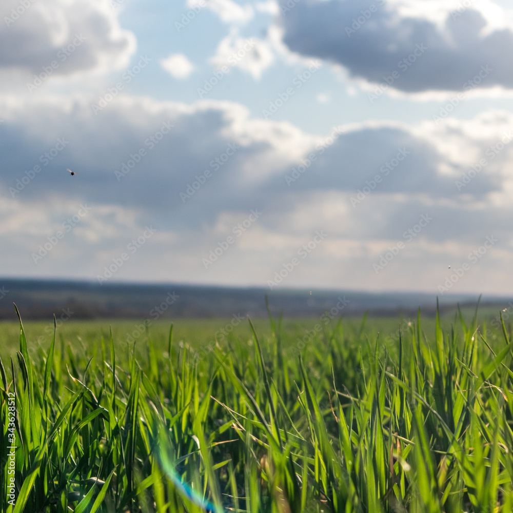 Young green wheat corn grass sprouts field hill on spring sunny day with clouds in countryside agriculture close-up