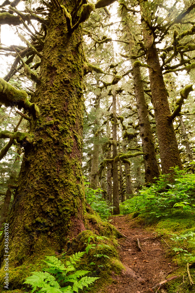 Abercrombie trees, Kodiak, Alaska Abercrombie trees, Kodiak, Alaska
