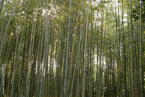 Arashiyama Bamboo Grove