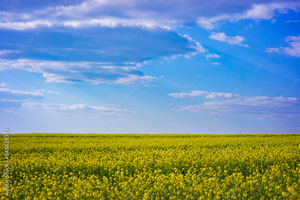 Rapeseed field on a sunny day with clear skies