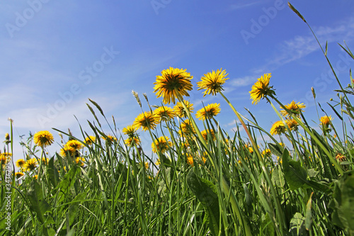 Bild auf Leinwand Weitwinkelaufnahme von einer Löwenzahnwiese im Frühling