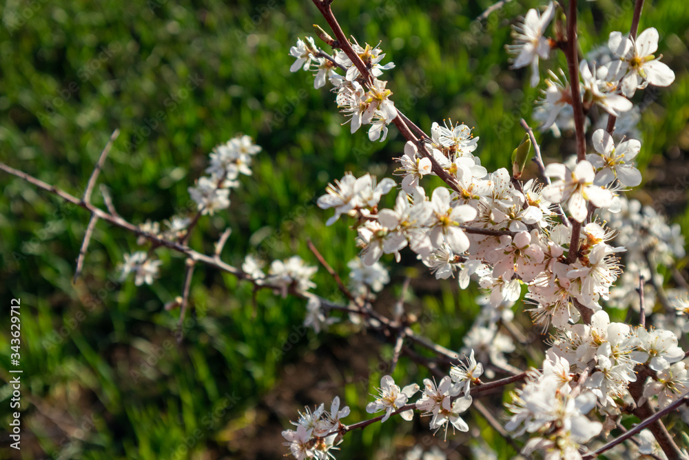 Tender white light spring flowers bloom with green grass and bokeh blurred background. Sunny light natural blossom macro close-up foliage wallpaper Tender white light spring flowers bloom with green grass and bokeh blurred background. Sunny light natural blossom macro close-up foliage wallpaper