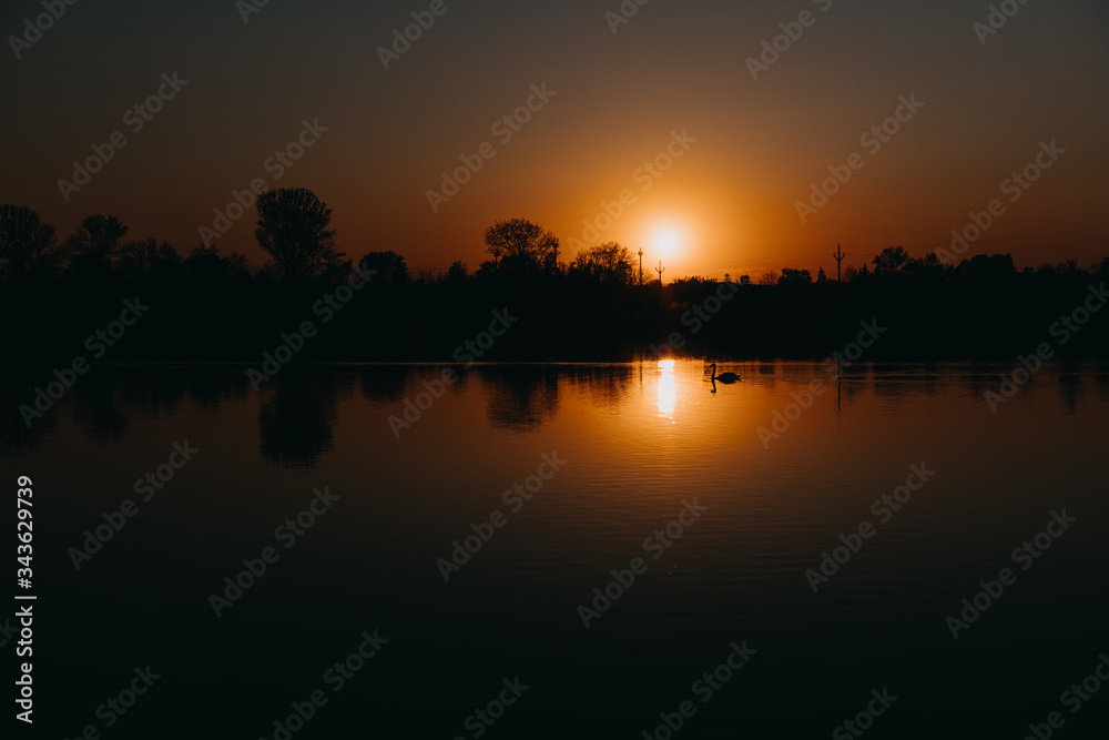 Sunset swan silhouette on lake reflection landscape
