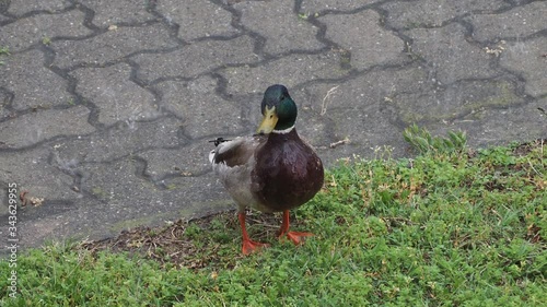 Wildlife venturing in the city centre during the lockdown. Mallards (Anas platyrhynchos) are wild ducks rarely seen in a urban setting