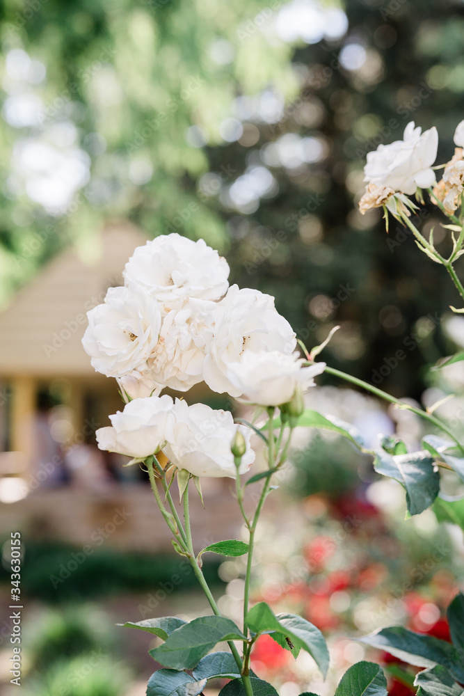 white roses in a garden