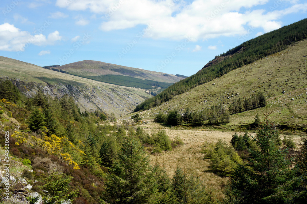 Spring in the Wicklow Mountains. Ireland.