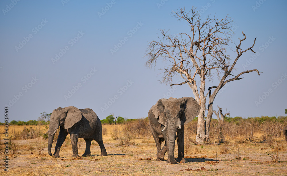 Fototapeta premium Big elephant walking in the bush.