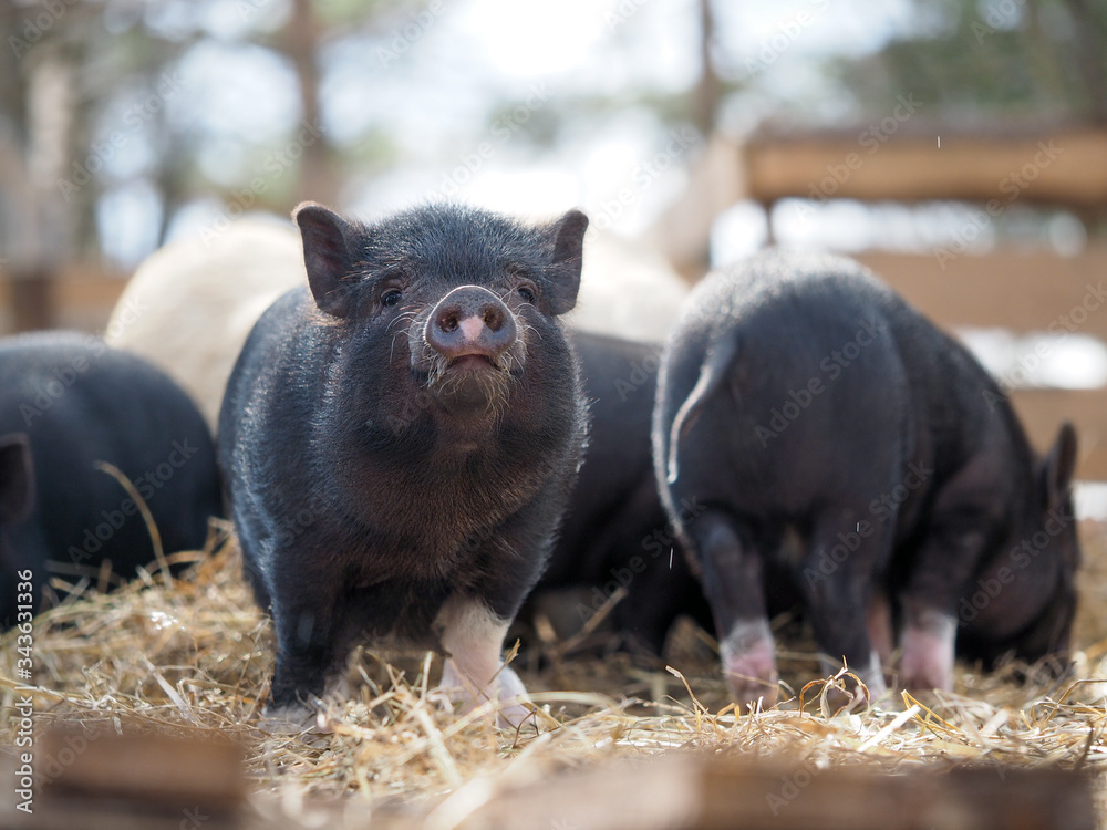 Vietnamese black pigs on a farm run. Little pigs Vietnamese black pigs on a farm run. Little pigs