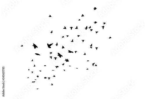 A flock of flying birds silhouette. Vector illustration