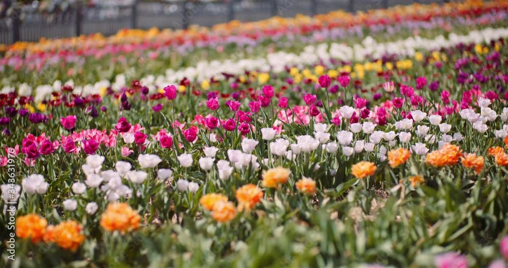 Blooming Tulips on Flowers Plantation Farm Blooming Tulips on Flowers Plantation Farm