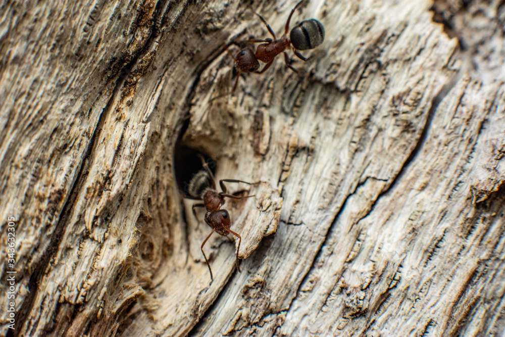 Obraz premium Macro Photography / Fotografia macro